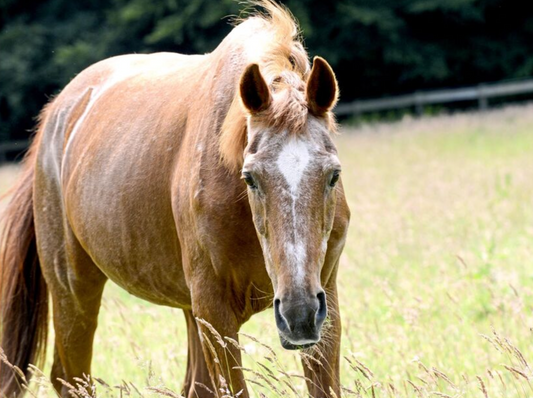 Come posso tenere in forma il mio cavallo anziano?